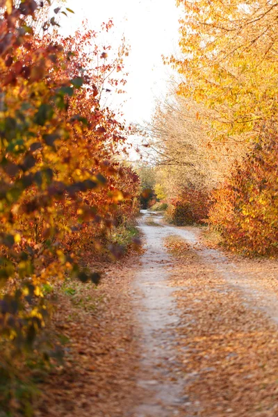 Herfst park weg — Stockfoto