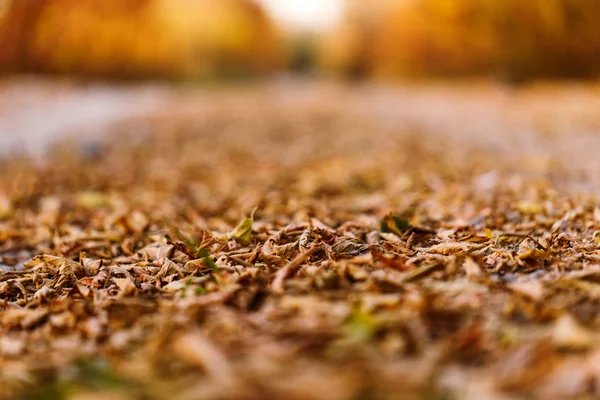 Autunno parco strada — Foto Stock