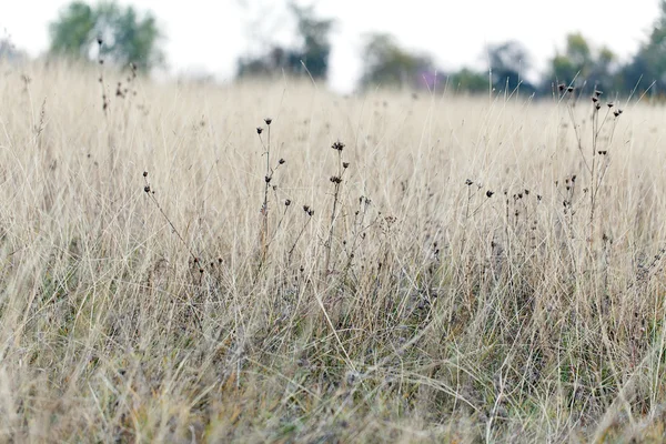 Droog gras natuur landschap — Stockfoto