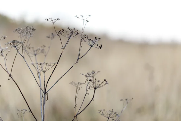 Herbe sèche paysage nature — Photo