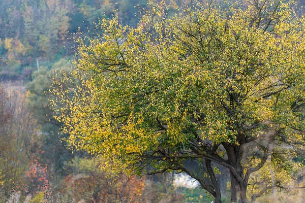 Drzewo suche liście natura pejzaż — Zdjęcie stockowe