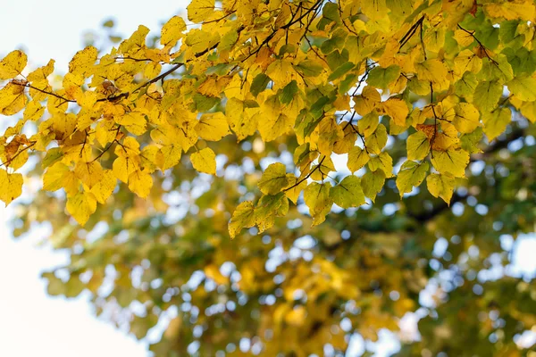 Árvore folhas secas natureza paisagem — Fotografia de Stock
