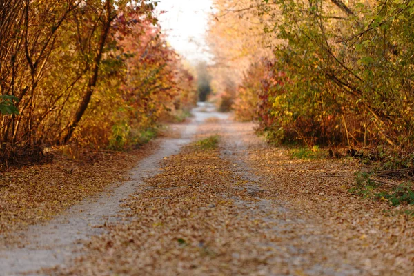 Herbstparkstraße — Stockfoto