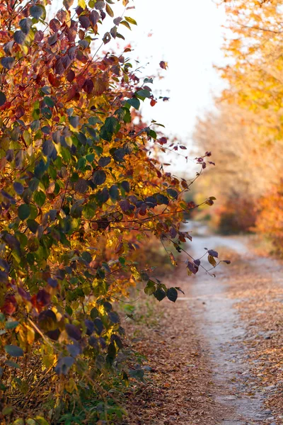 秋天的公园路 — 图库照片