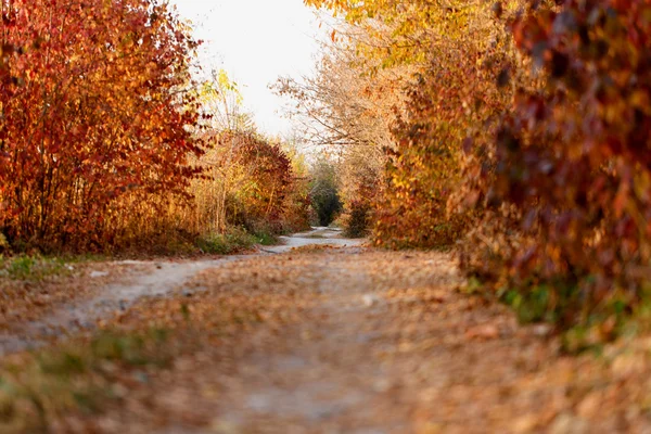 Herfst park weg — Stockfoto