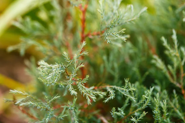 Thuja nålar — Stockfoto