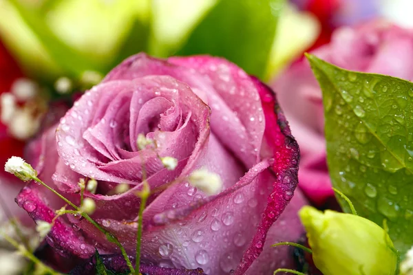 Rose flower — Stock Photo, Image