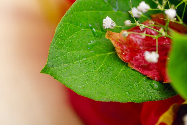 Flower green leaves — Stock Photo, Image