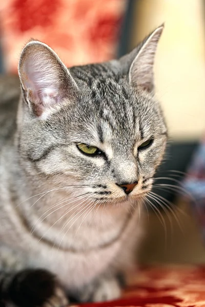 Portret szarego kota — Zdjęcie stockowe