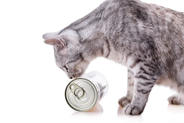Gato lata — Fotografia de Stock