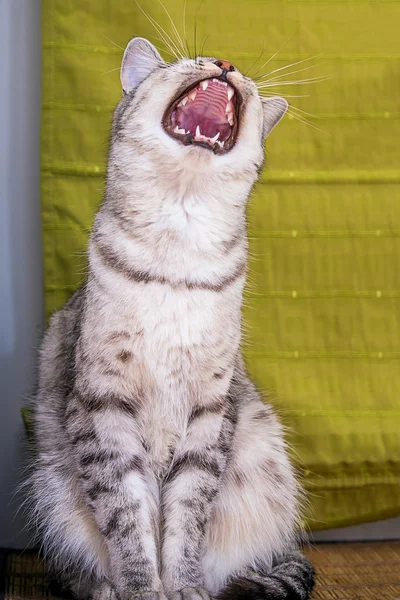 Śmieszny kot szary ziewa — Zdjęcie stockowe