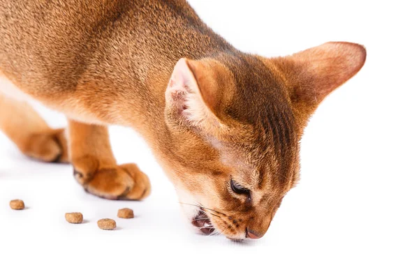 Comida de gato abissínia — Fotografia de Stock