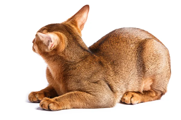 Gato abissínio — Fotografia de Stock