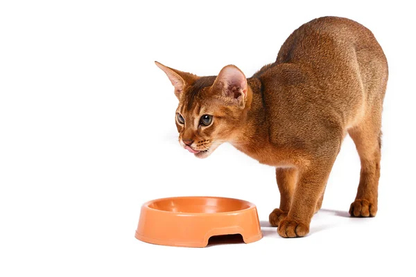 Абиссинская кошачья еда — стоковое фото