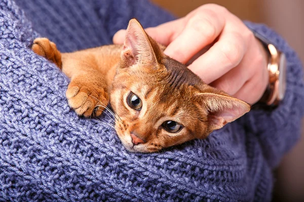 阿比西尼亚猫 — 图库照片