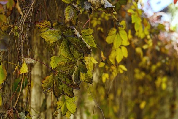 Albero foglie secche natura paesaggio — Foto Stock