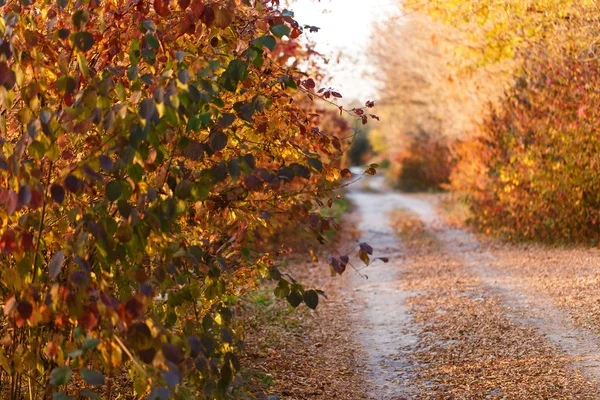 Podzimní park road — Stock fotografie