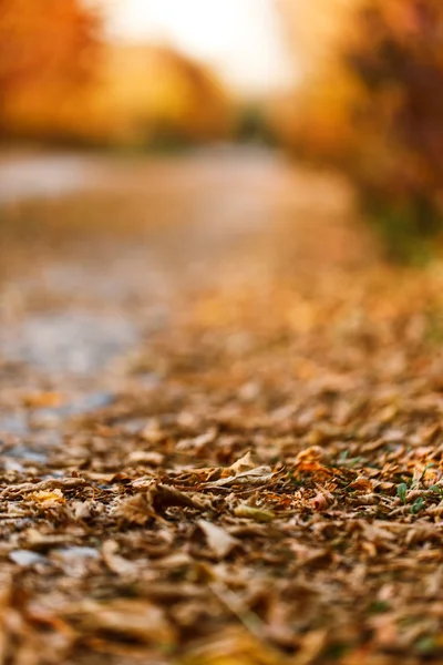 秋の公園道路 — Stockfoto