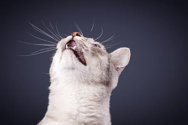 Cat meows — Stock Photo, Image