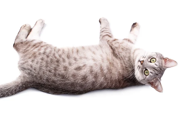 Gray tabby cat lying — Stock Photo, Image