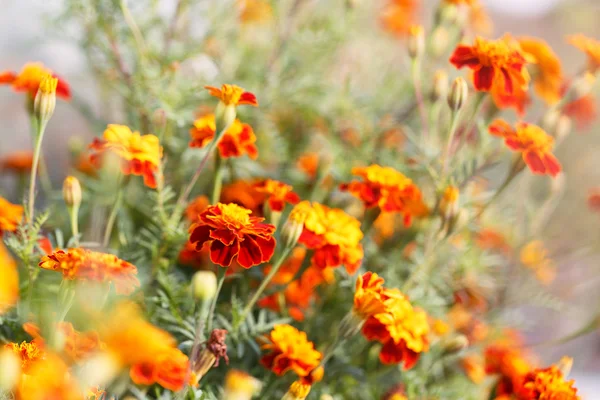 Marigold — Stock Photo, Image