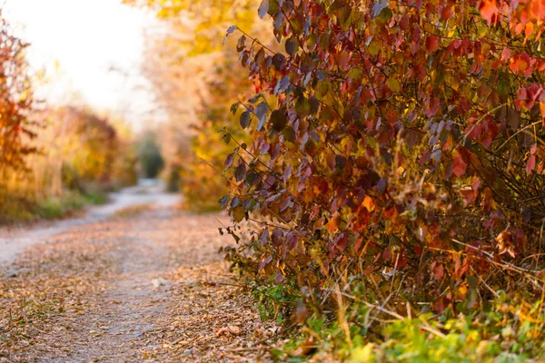 Podzimní park road — Stock fotografie