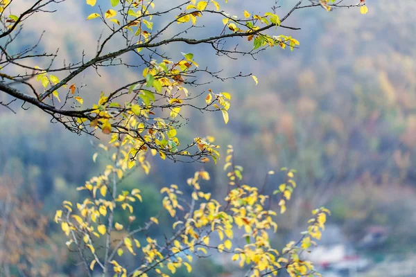 Boom droge bladeren natuur landschap — Stockfoto