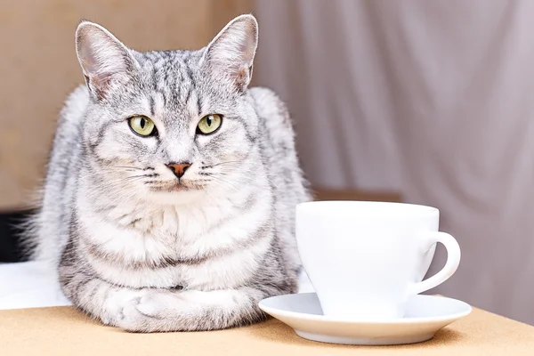 Caneca de chá branco gato — Fotografia de Stock