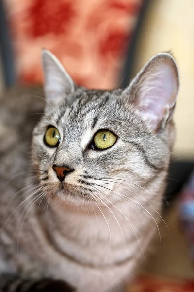 Πορτρέτο μιας γκρίζας γάτας — Φωτογραφία Αρχείου