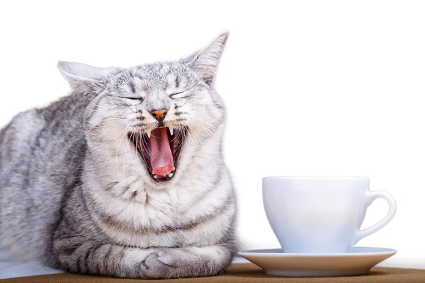 Bílý čaj hrnek kočka — Stock fotografie