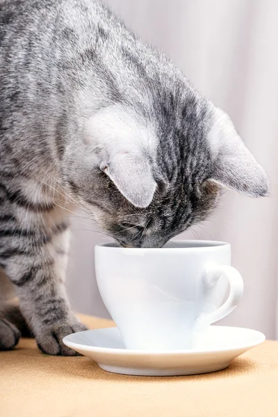 Caneca de chá branco gato — Fotografia de Stock