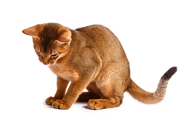 Abyssinian cat — Stock Photo, Image