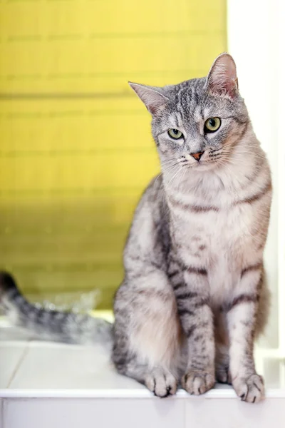 Gray tabby cat — Stock Photo, Image