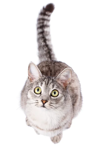 Grau gestromte Katze — Stockfoto