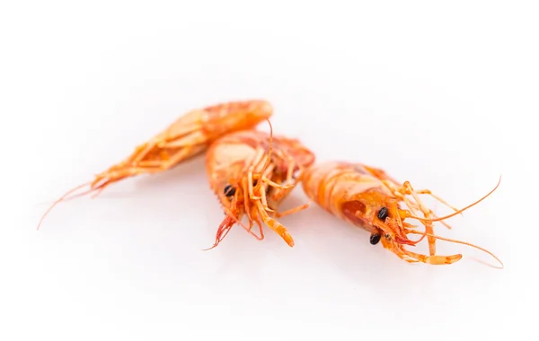 Crevettes — Photo