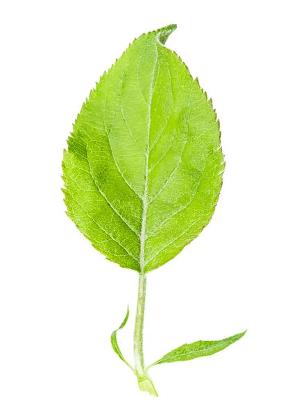 Apple leaf — Stock Photo, Image