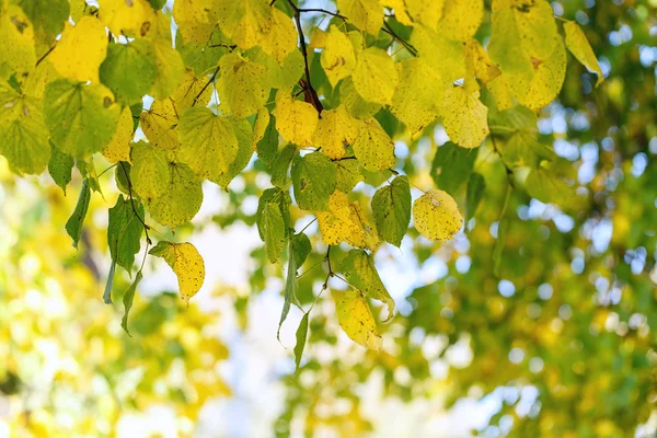 Árvore folhas secas natureza paisagem — Fotografia de Stock