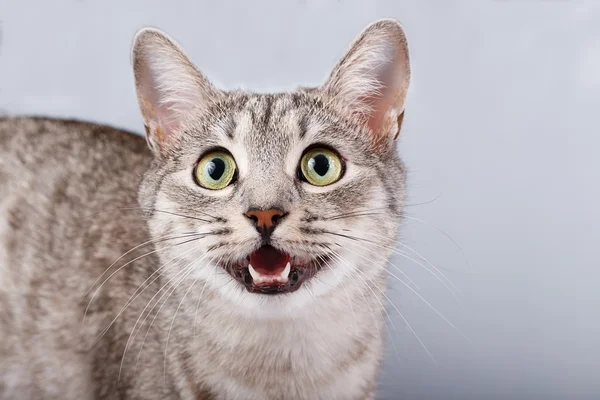 Cat meows — Stock Photo, Image