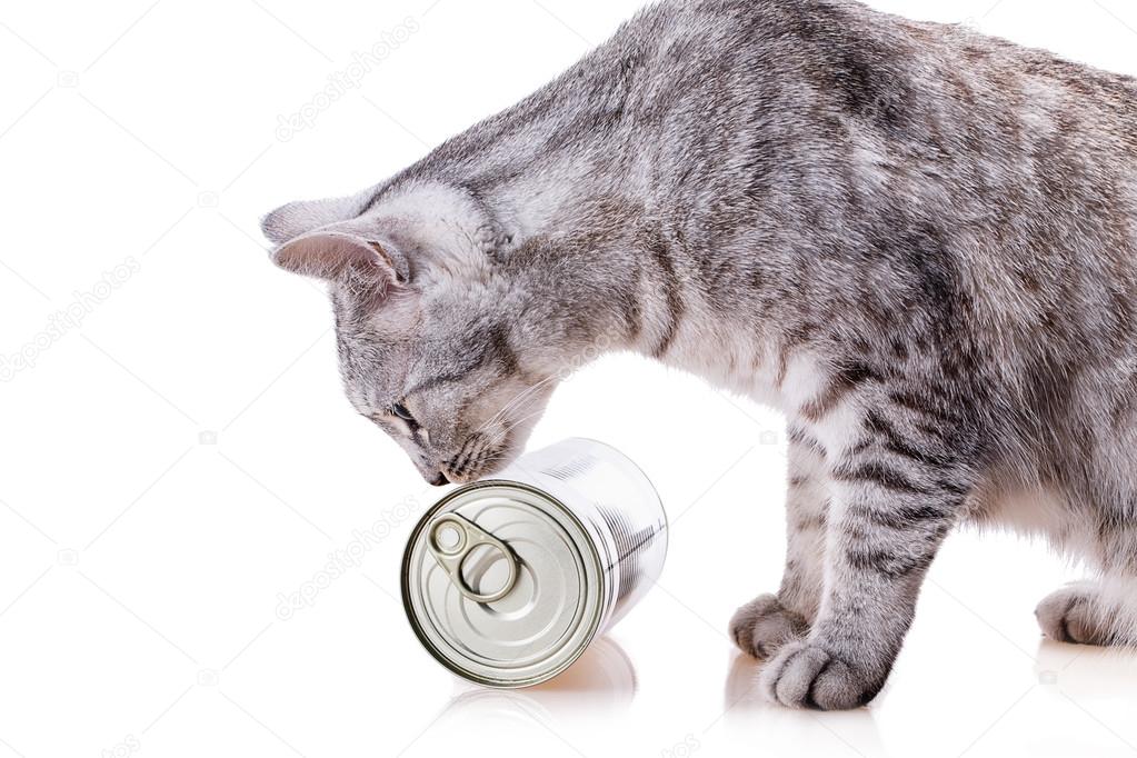 tin cat