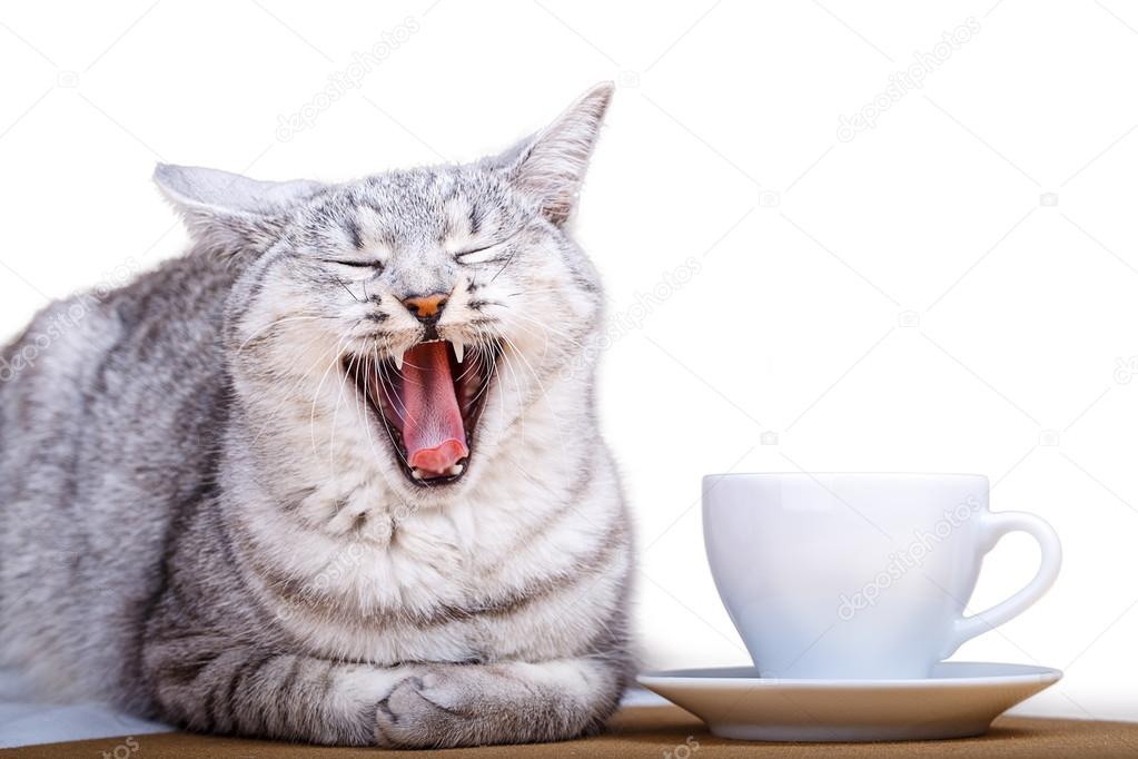 White tea mug cat