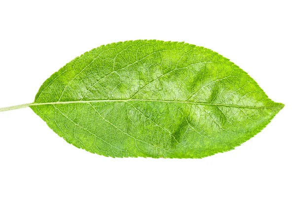 Leaf Apple — Stockfoto