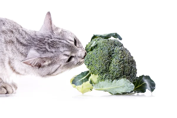 Broccoli cat — Stock Photo, Image