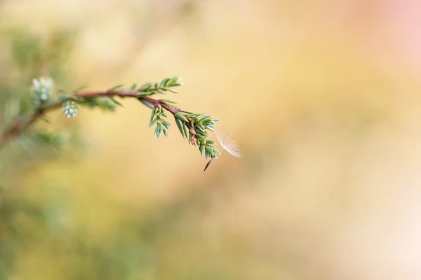 Anläggningen bud — Stockfoto