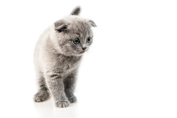 Короткоухий котенок — стоковое фото