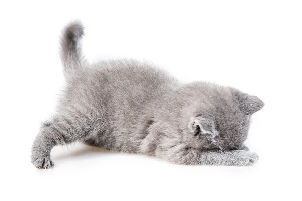 British lop-eared kitten — Stock Photo, Image