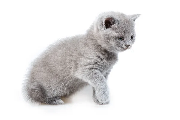 British lop-eared kitten — Stock Photo, Image