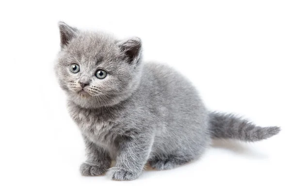 British lop-eared kitten — Stock Photo, Image