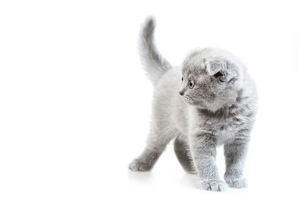 Británico lop-eared gatito — Foto de Stock