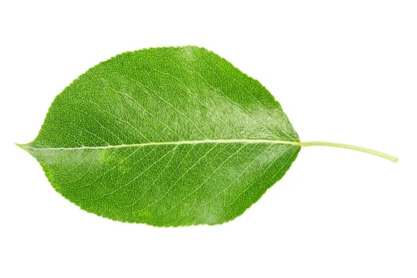 Leaf Apple — Stockfoto