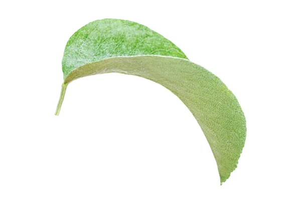 Leaf Apple — Stockfoto